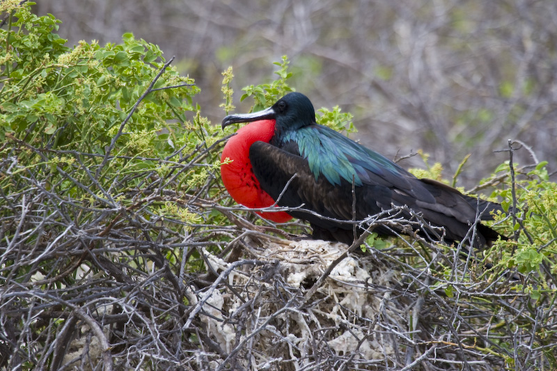 Male Great Frigate Bird Displaying